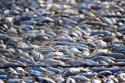 Mipaaf, nuove misure per il contrasto alla pesca illegale