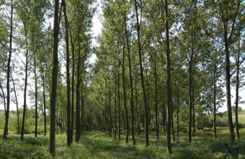 Provincia, approvato il Piano 2019 per la Forestazione